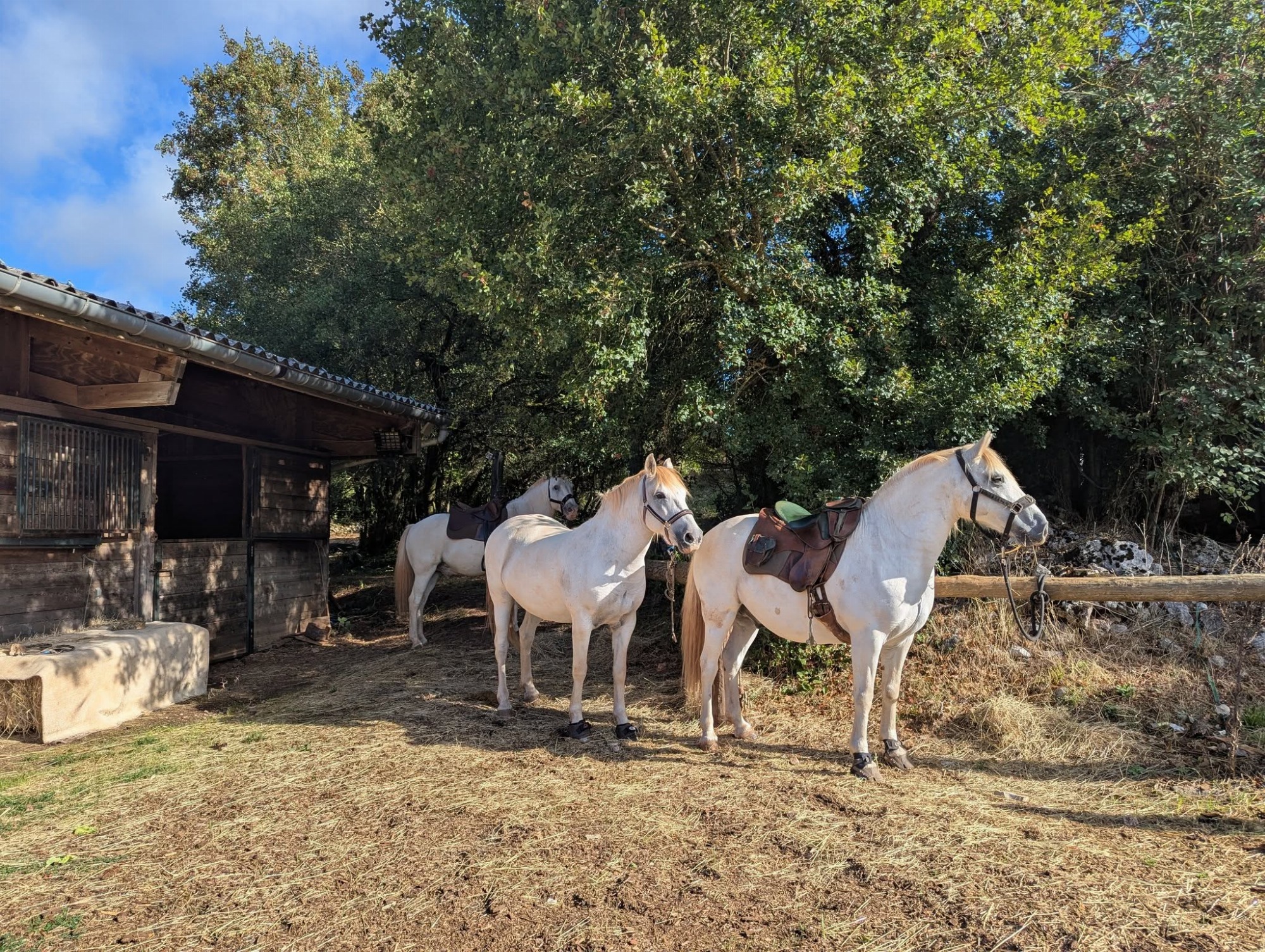 Les chevaux se préparent
