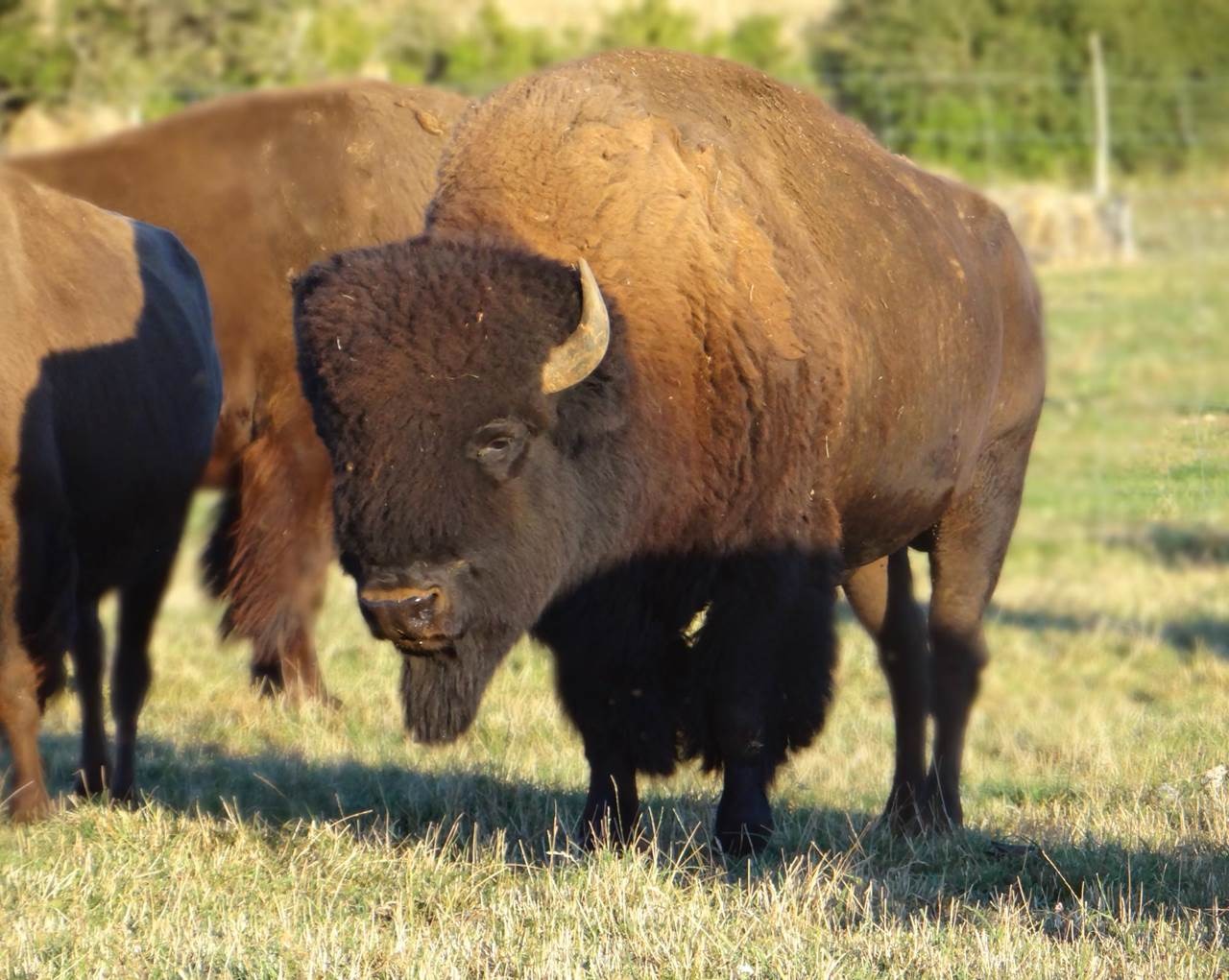 Randals Bison