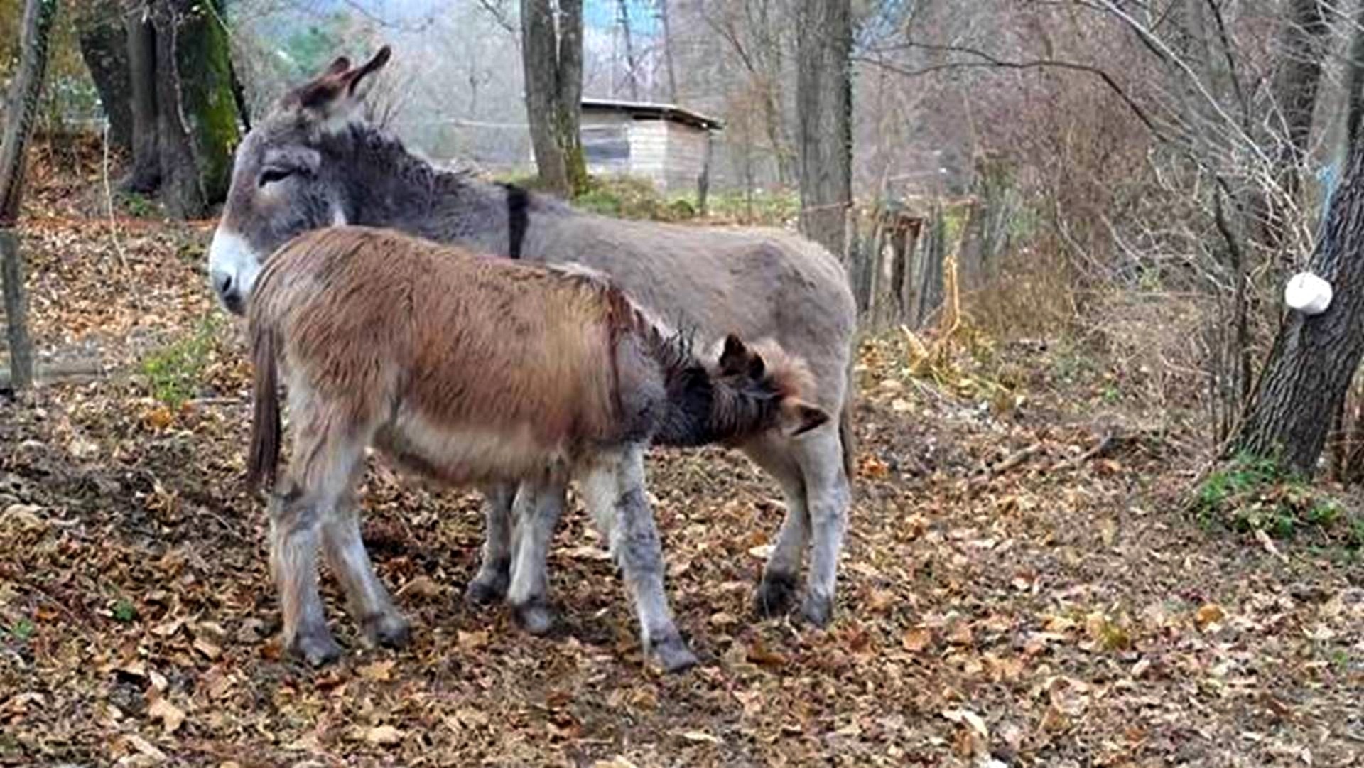 Cévennes G ' Randos d'ânes_Molezon