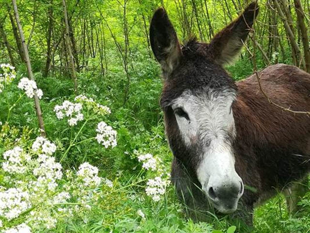 Cévennes G ' Randos d'ânes