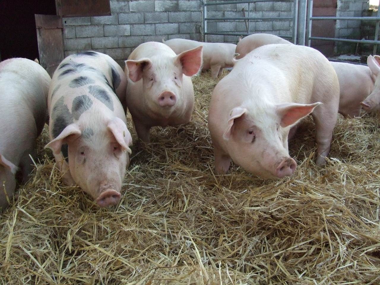 Ferme de Montjardin