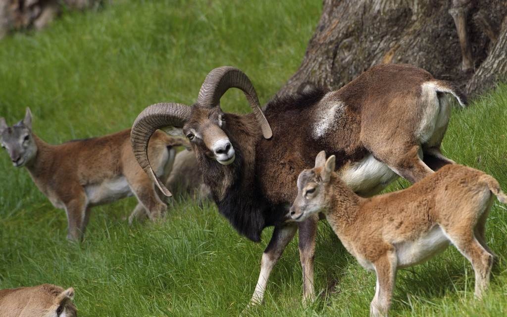 Sur les traces du mouflon en Cévennes