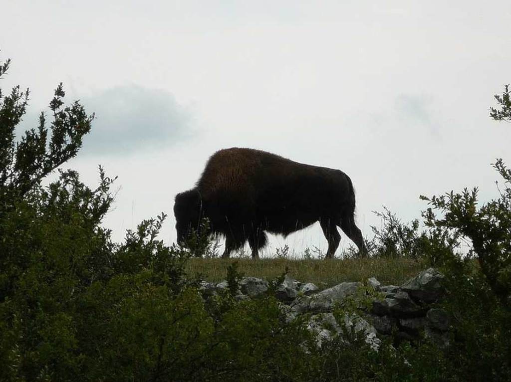 Bisons sentier du bout du Causse