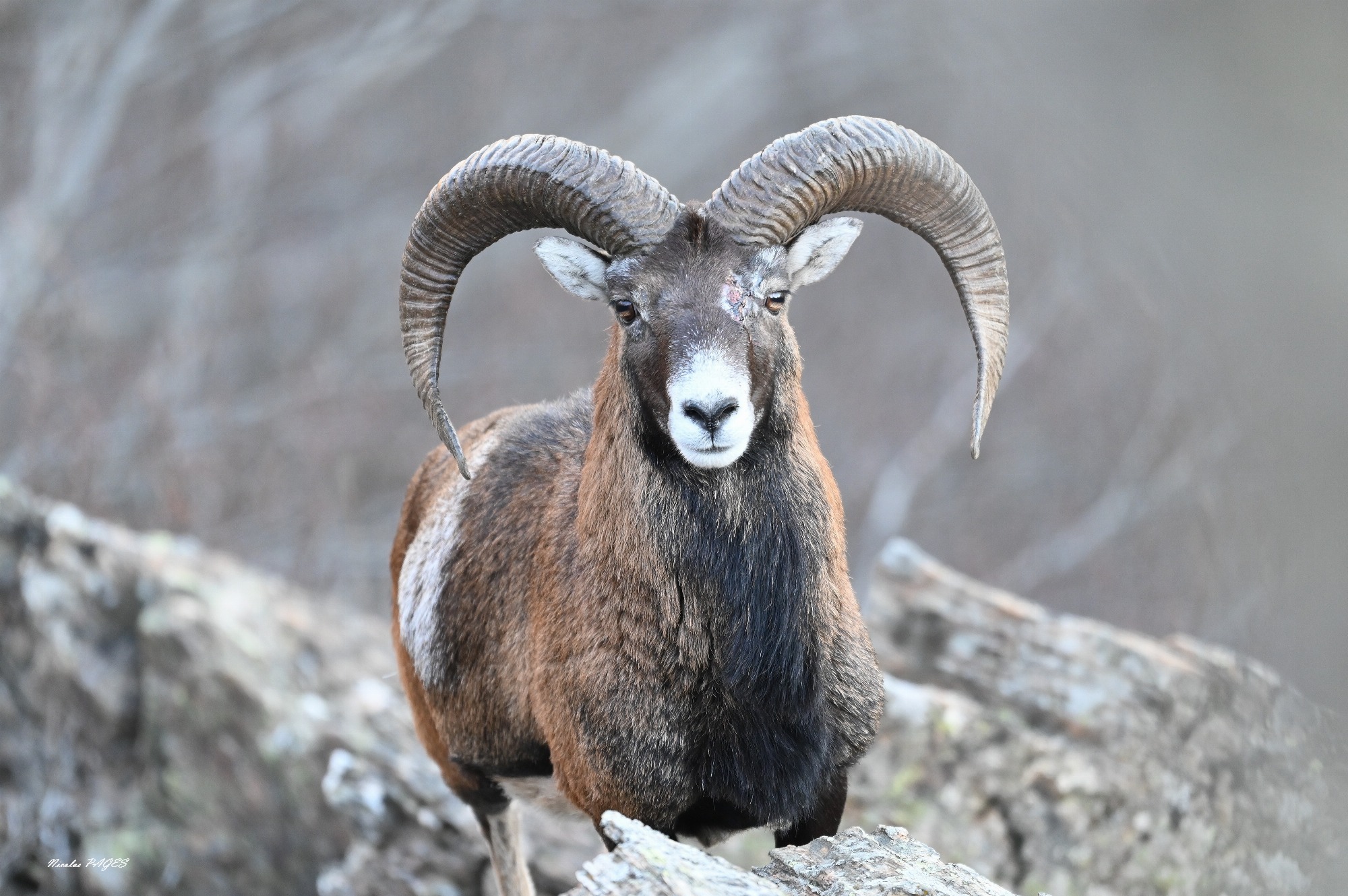 Mouflon