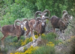 Mouflons