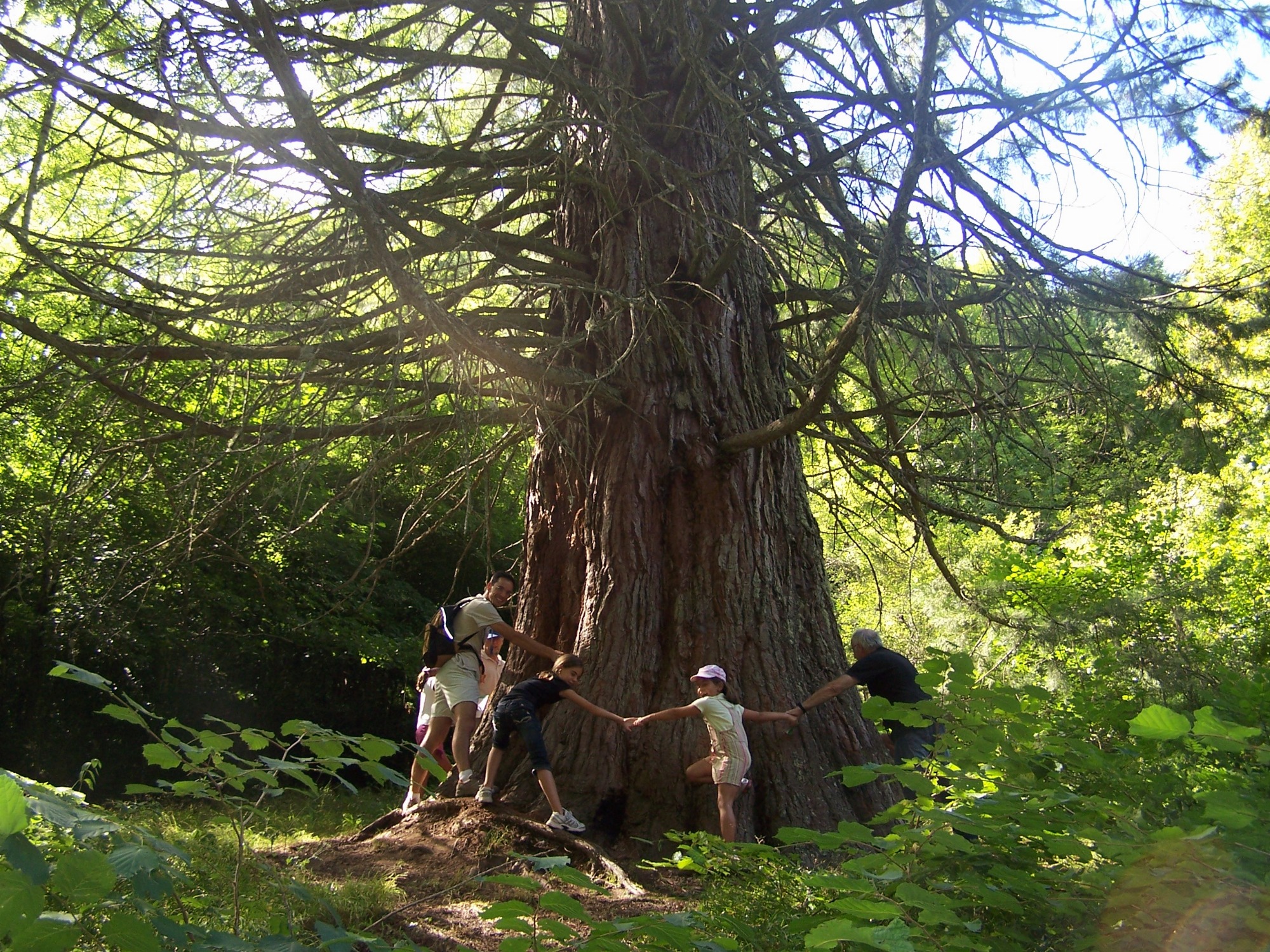 Arboretum de St Sauveur