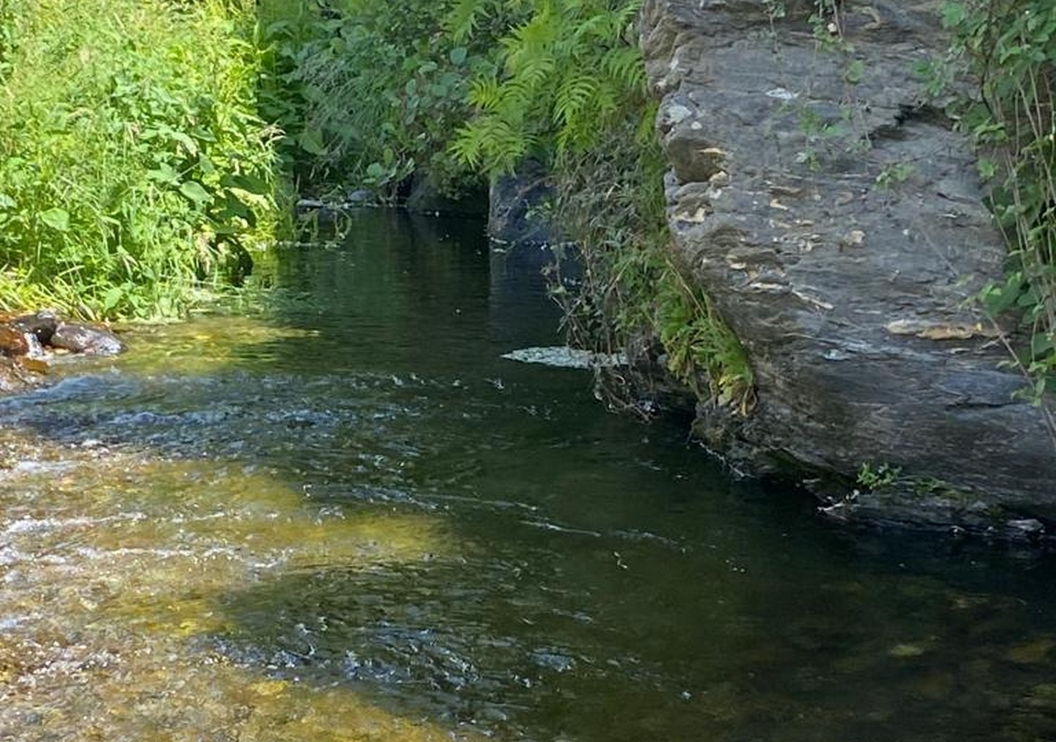 Gardon de st jean