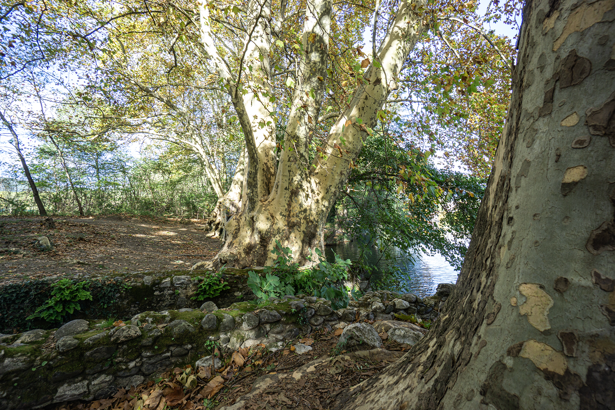 Aire de pique-nique du Fesquet_Cazilhac