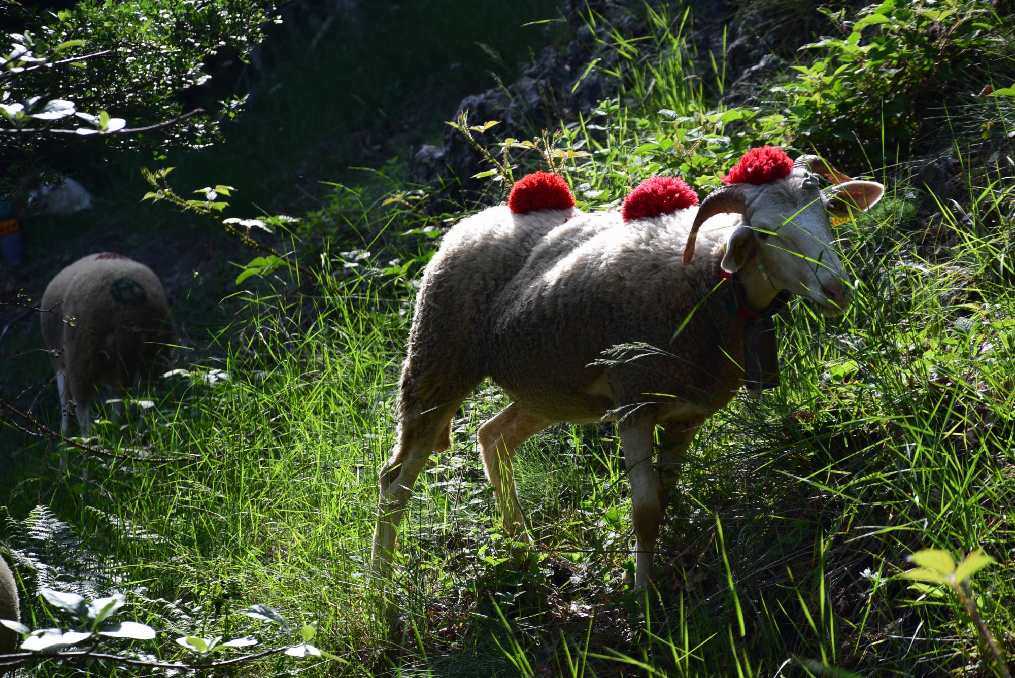 Fête de la Transhumance