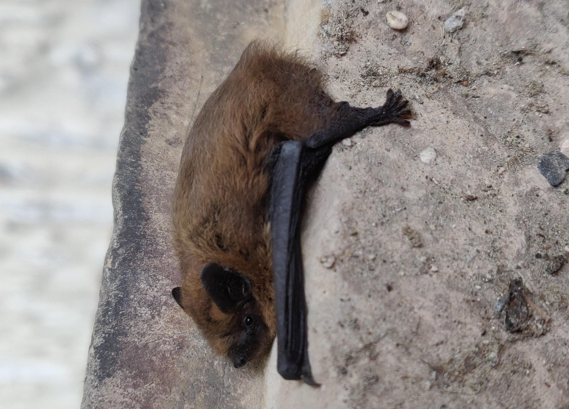 chauves souris