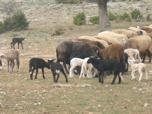 Moutons