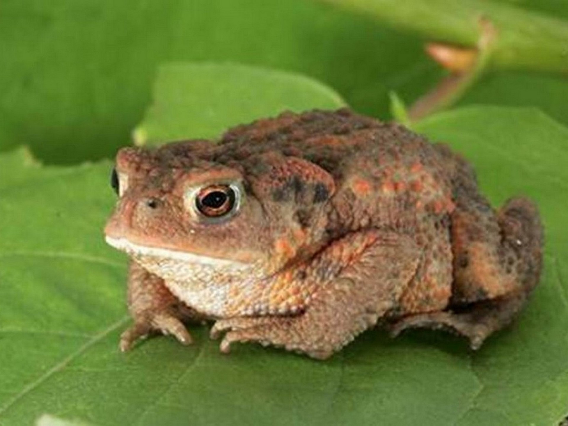 Amphibien