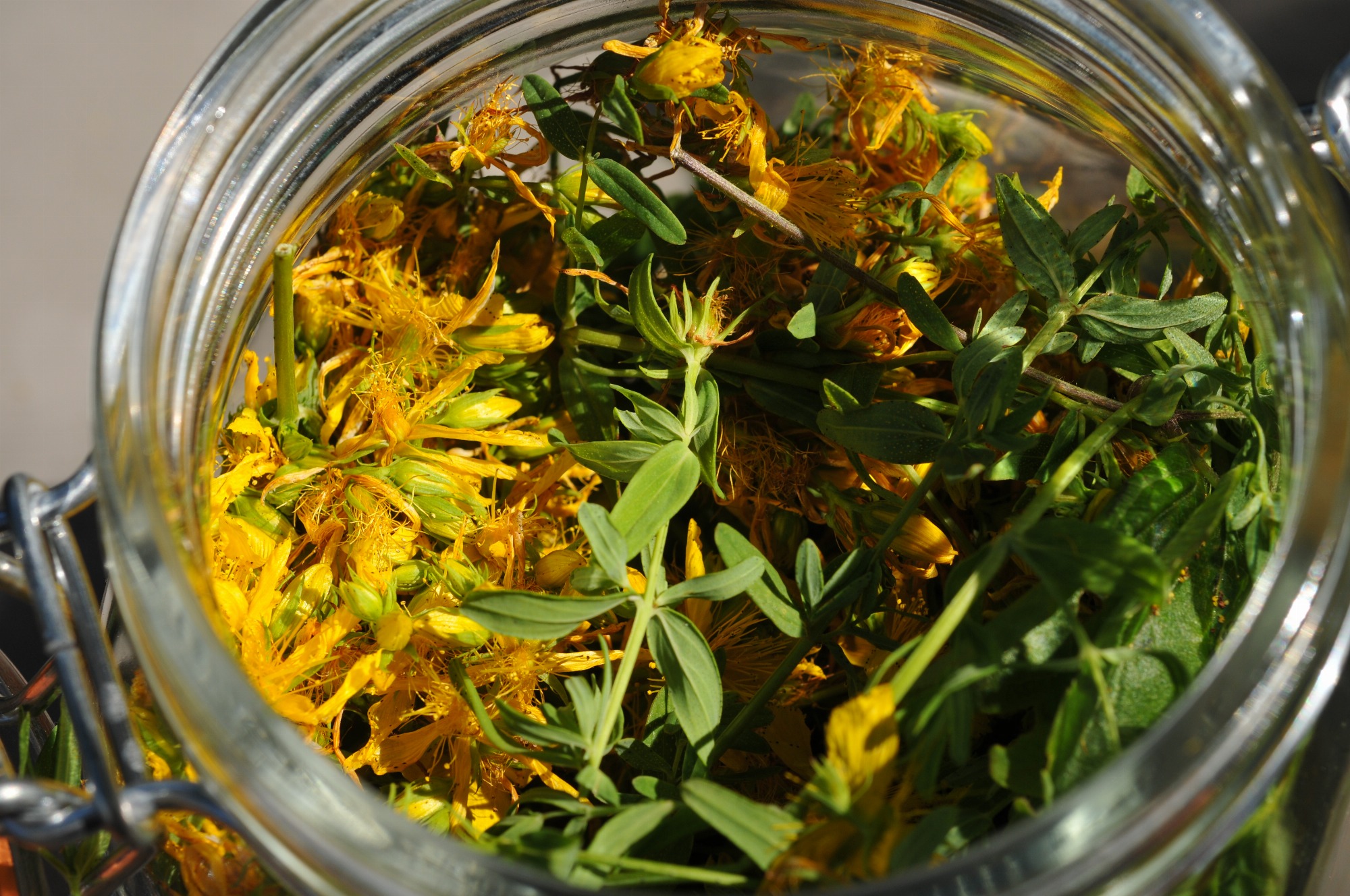 Masterclass cataplasme et potion_Le Vigan