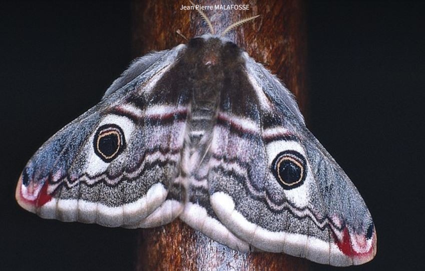 A la rencontre du monde nocturne, sur les ailes des phalènes_Mandagout