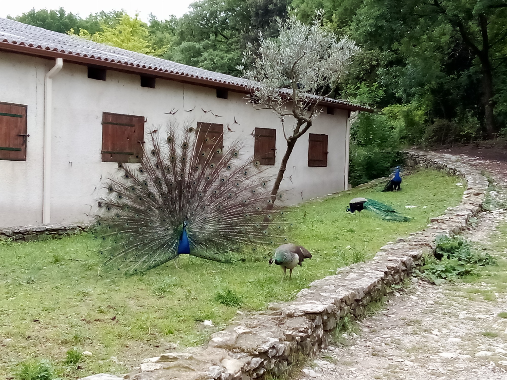 L'Etrier des Cévennes_Cazilhac