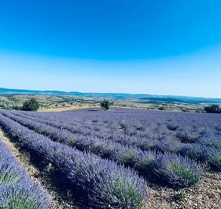 Domaine des Toullières_Arre