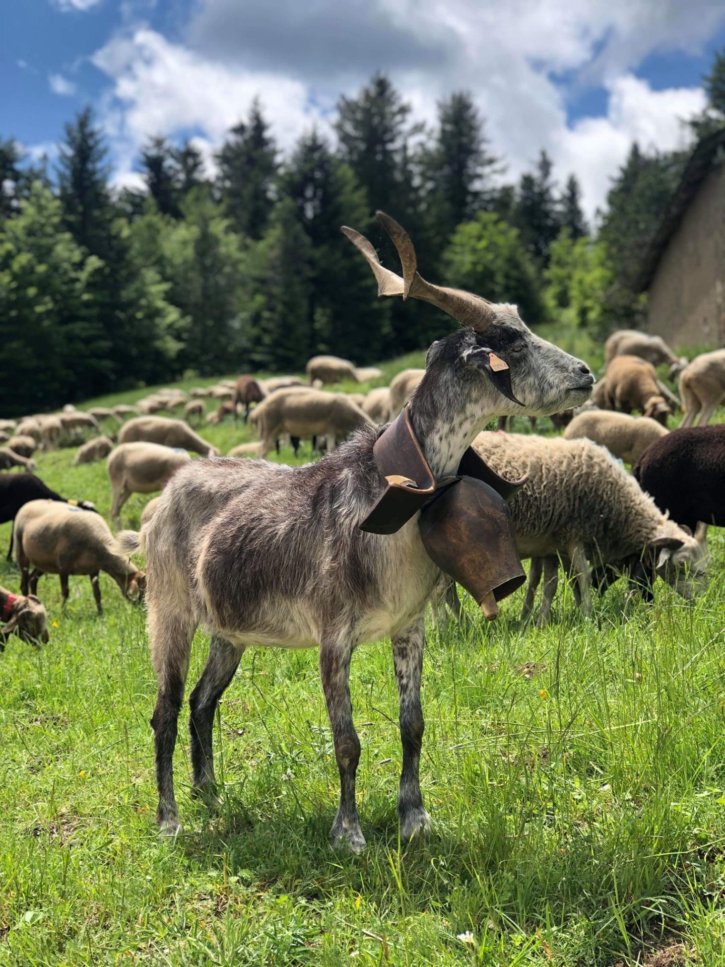 Chevre de Rove