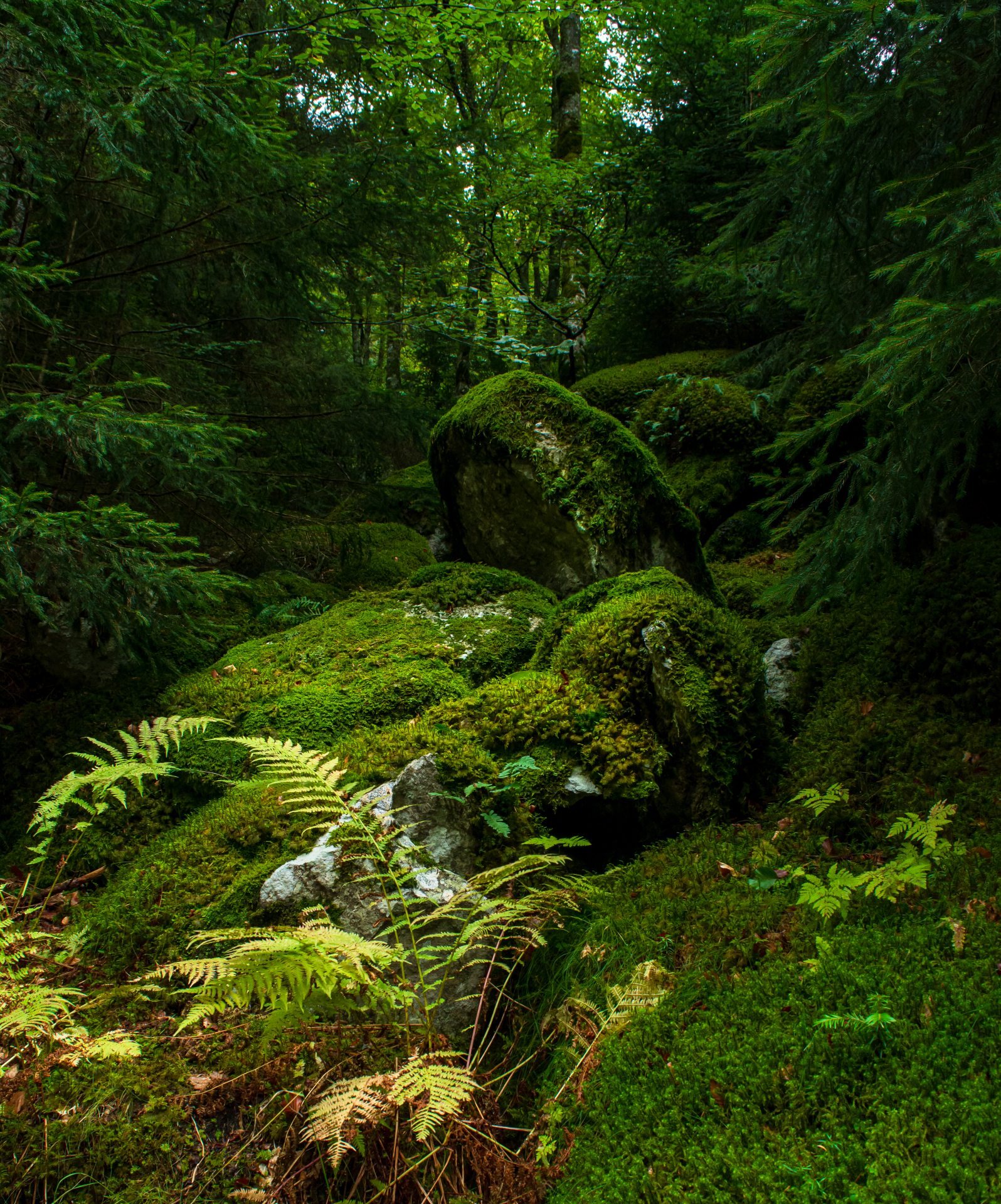 Forêt de l'Aigoual