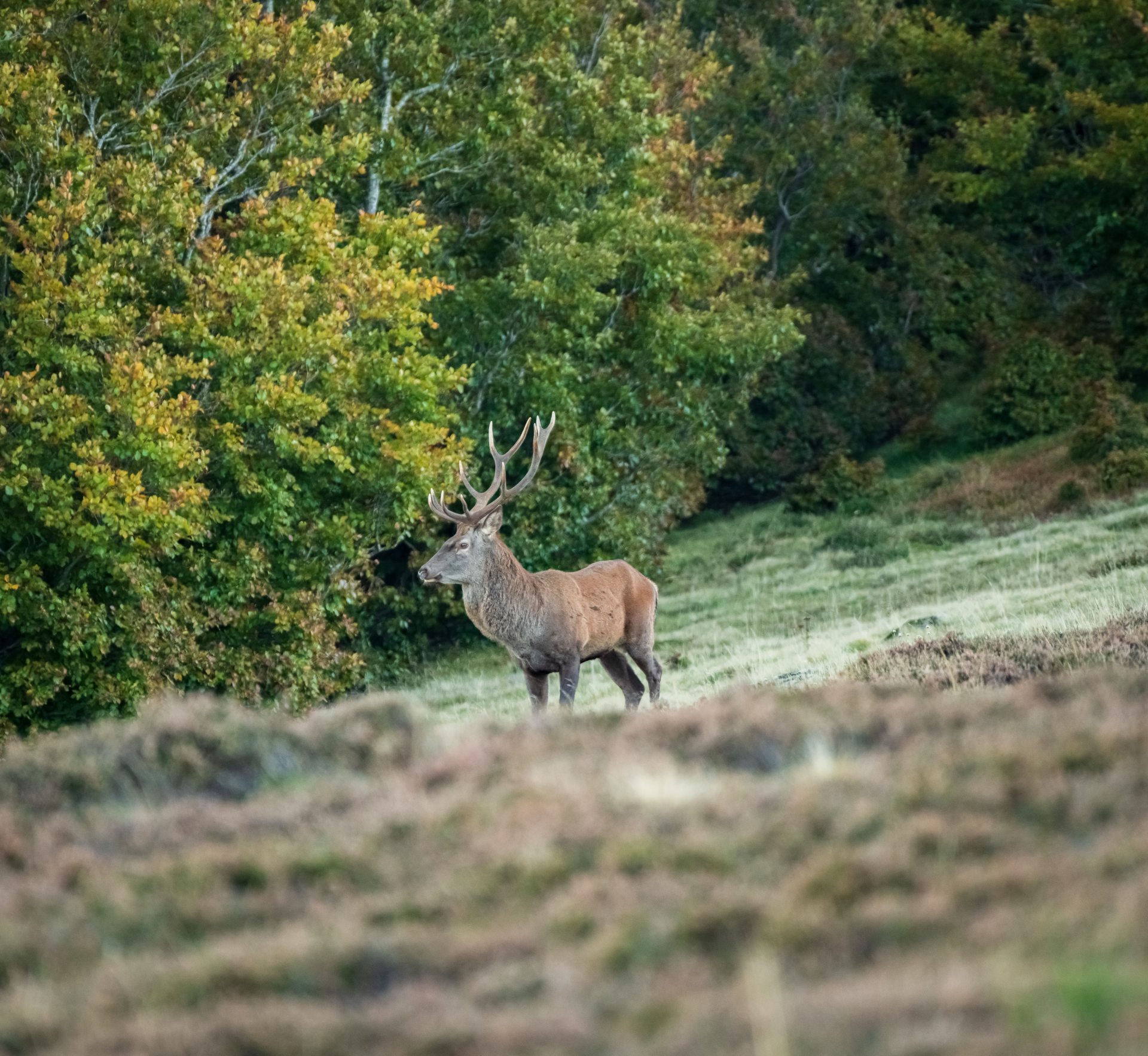 Cerf sur le Massif de l'Aigoual