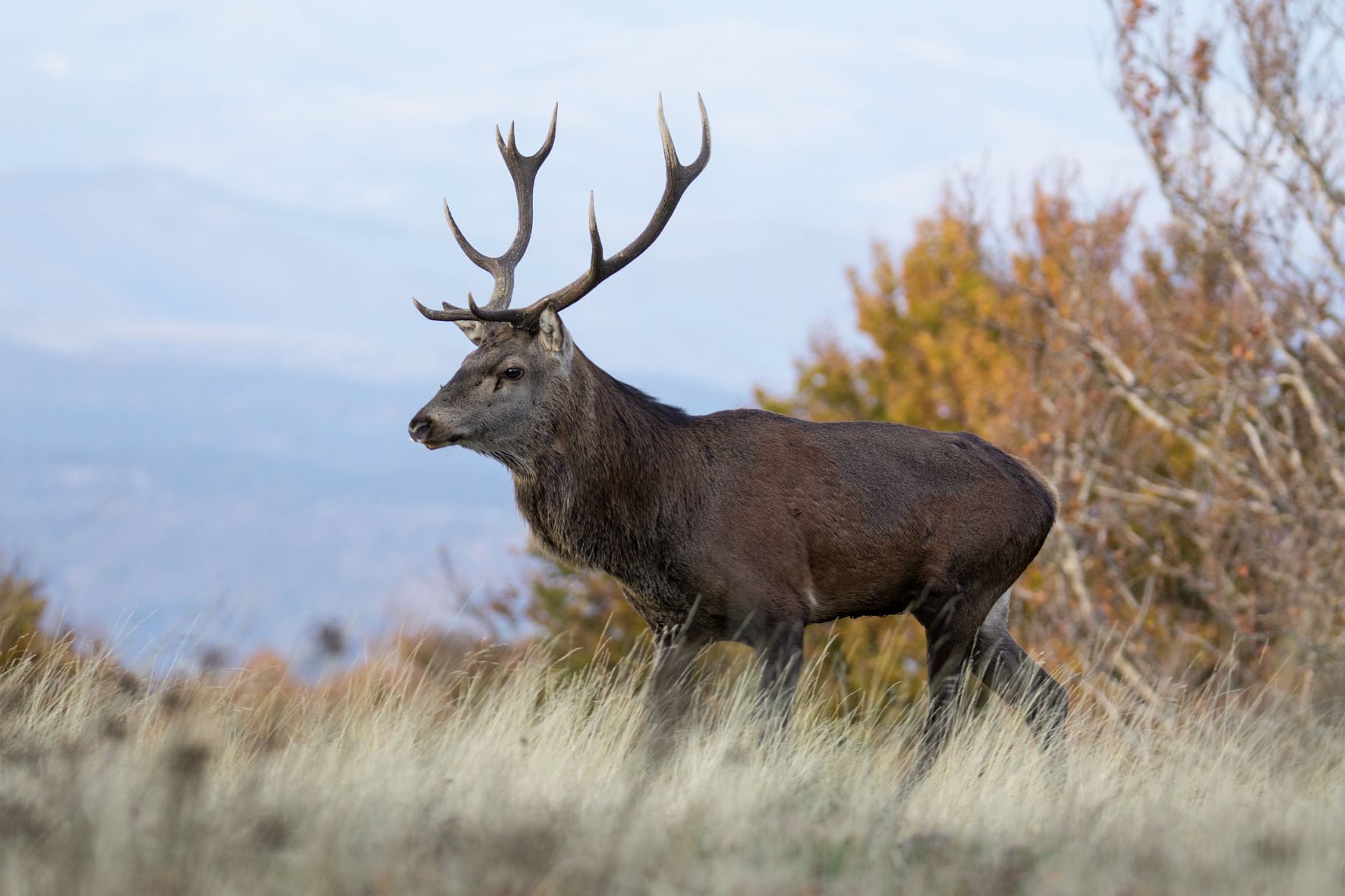 Cerf dans le Parc national des Cévennes au mont Aigoual