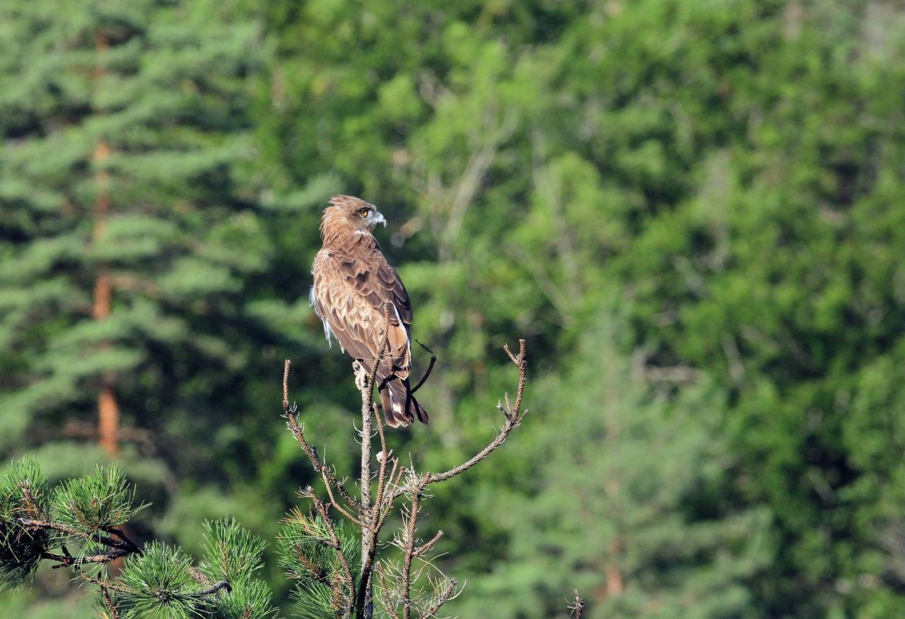 Circaète Jean-le-Blanc dans le Parc national des Cévennes