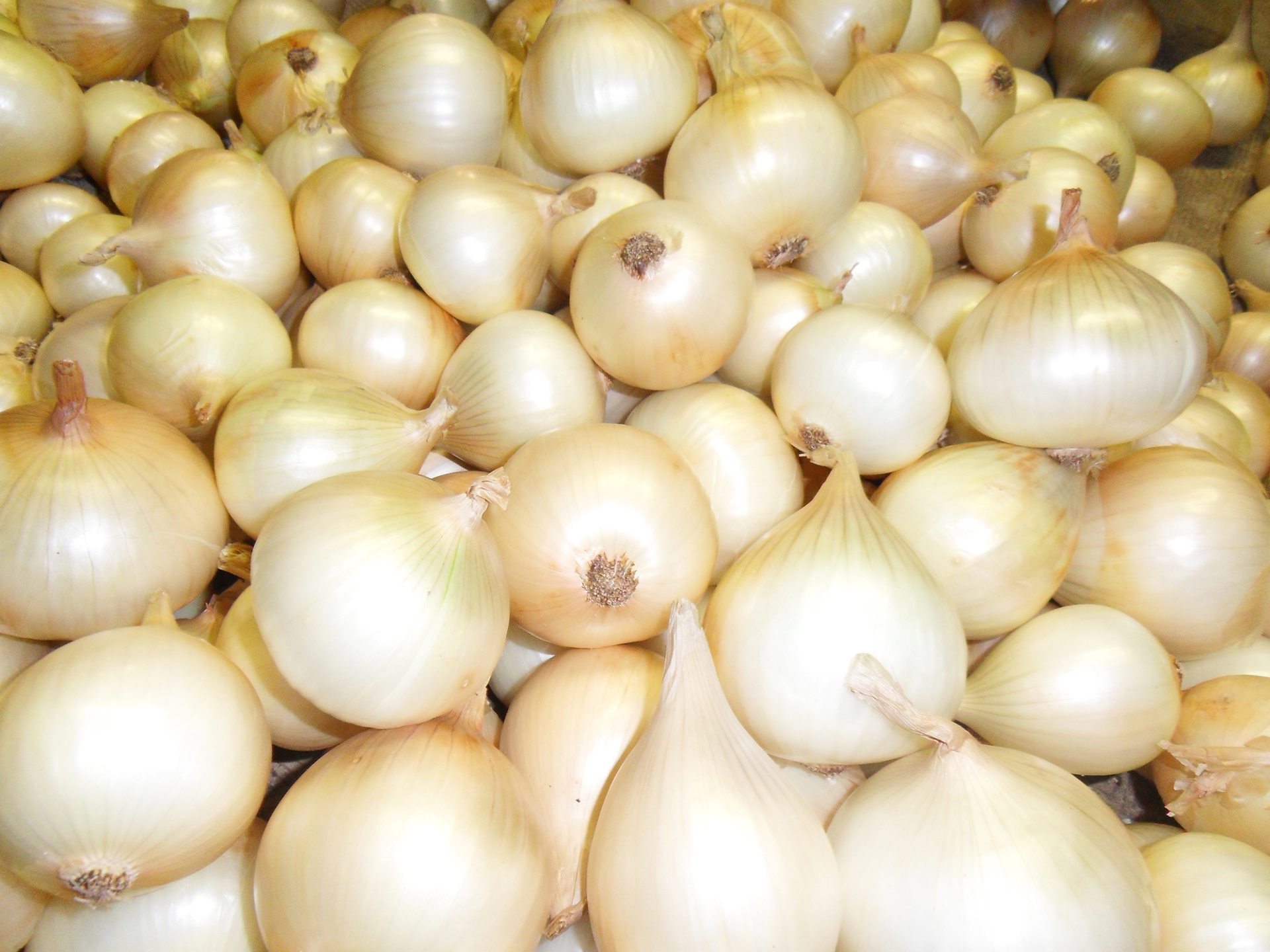 Oignons doux des Cévennes