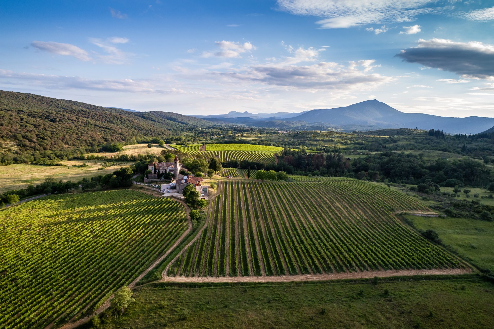 vignes montoulieu