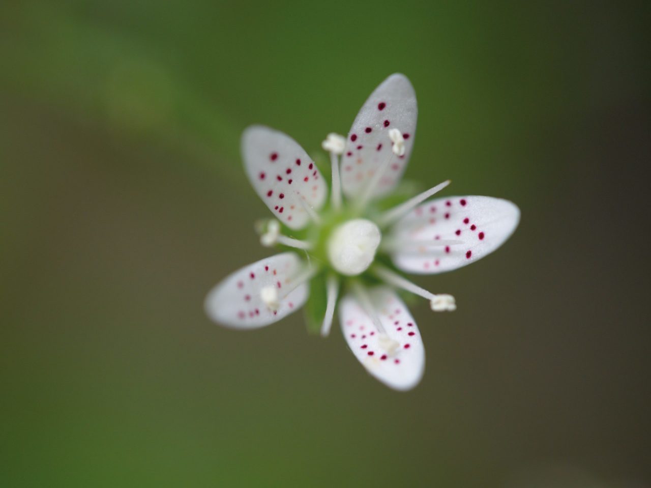 Fleur Parc national des Cévennes