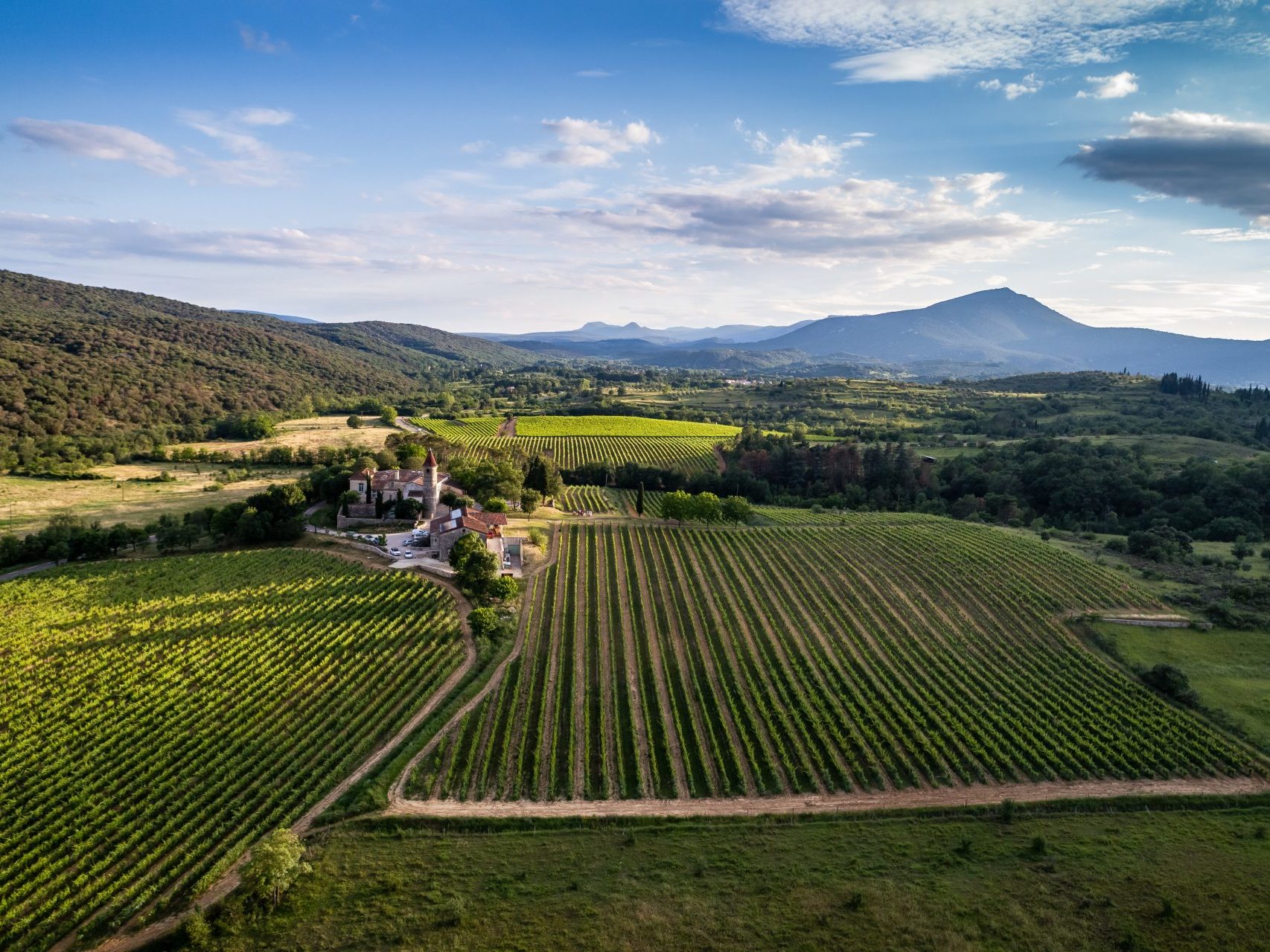 vignes montoulieu