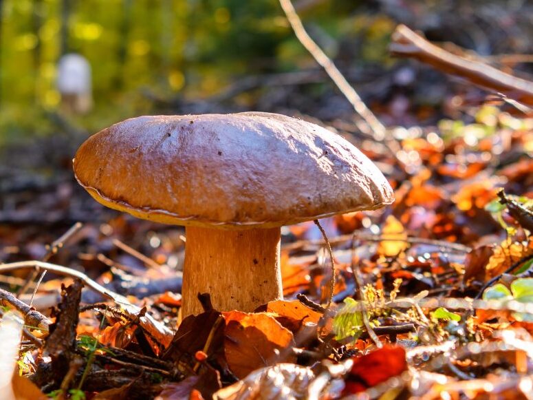 Champignon et randonneur