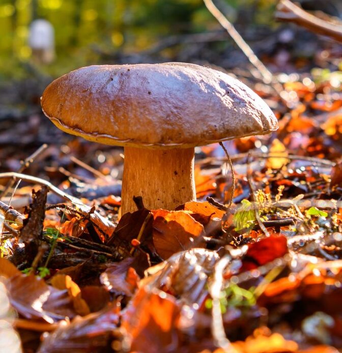 Champignon et randonneur