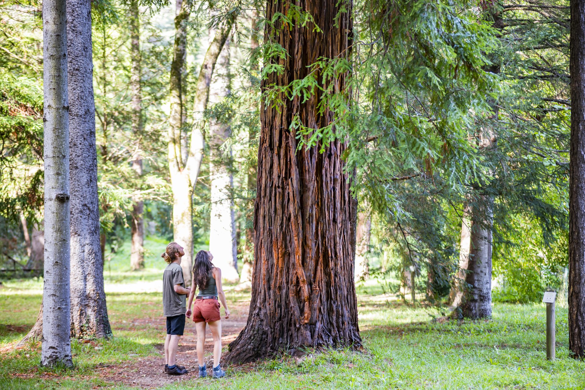 Couple qui regarde un arbre