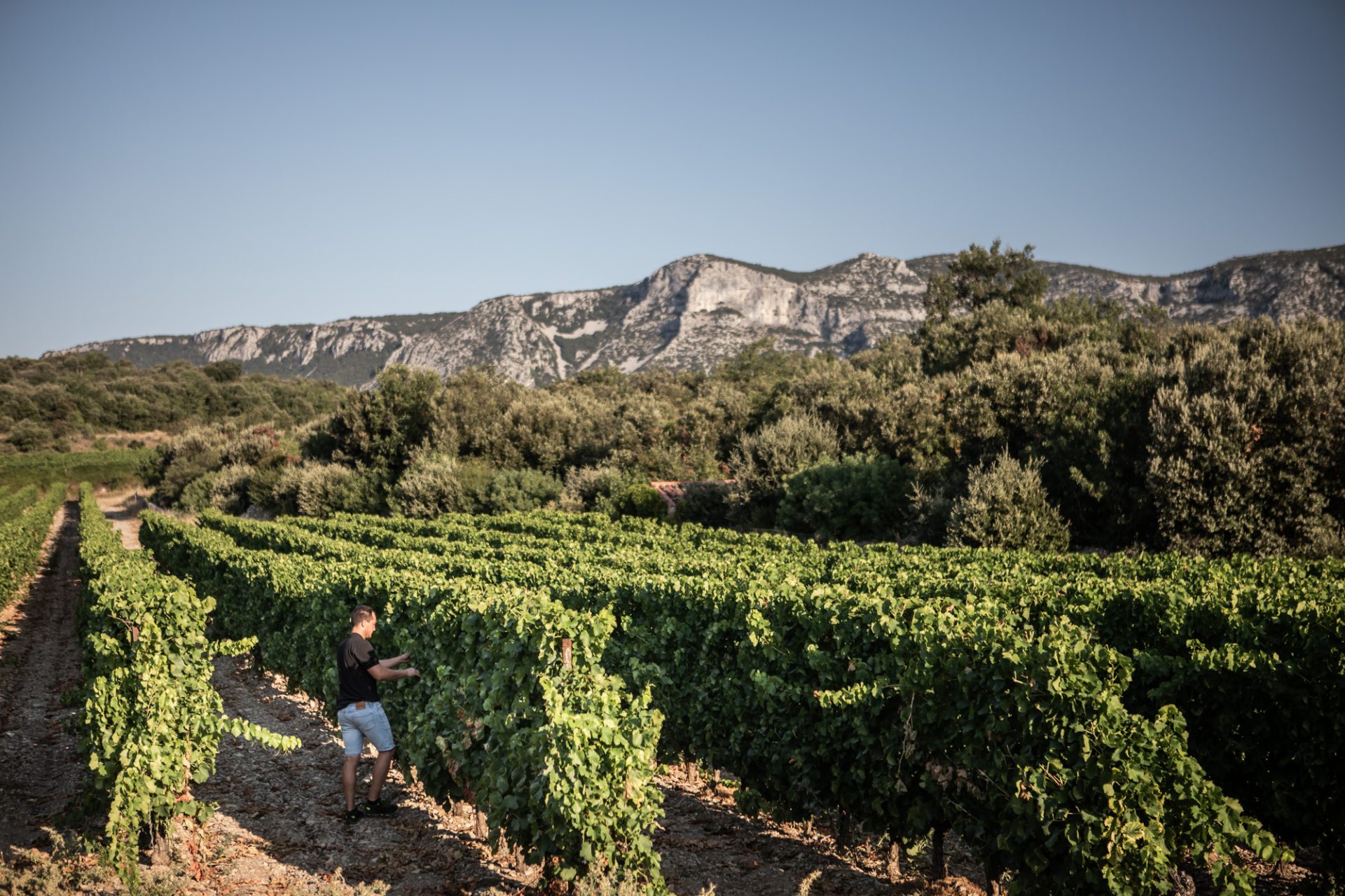 vignes larzac