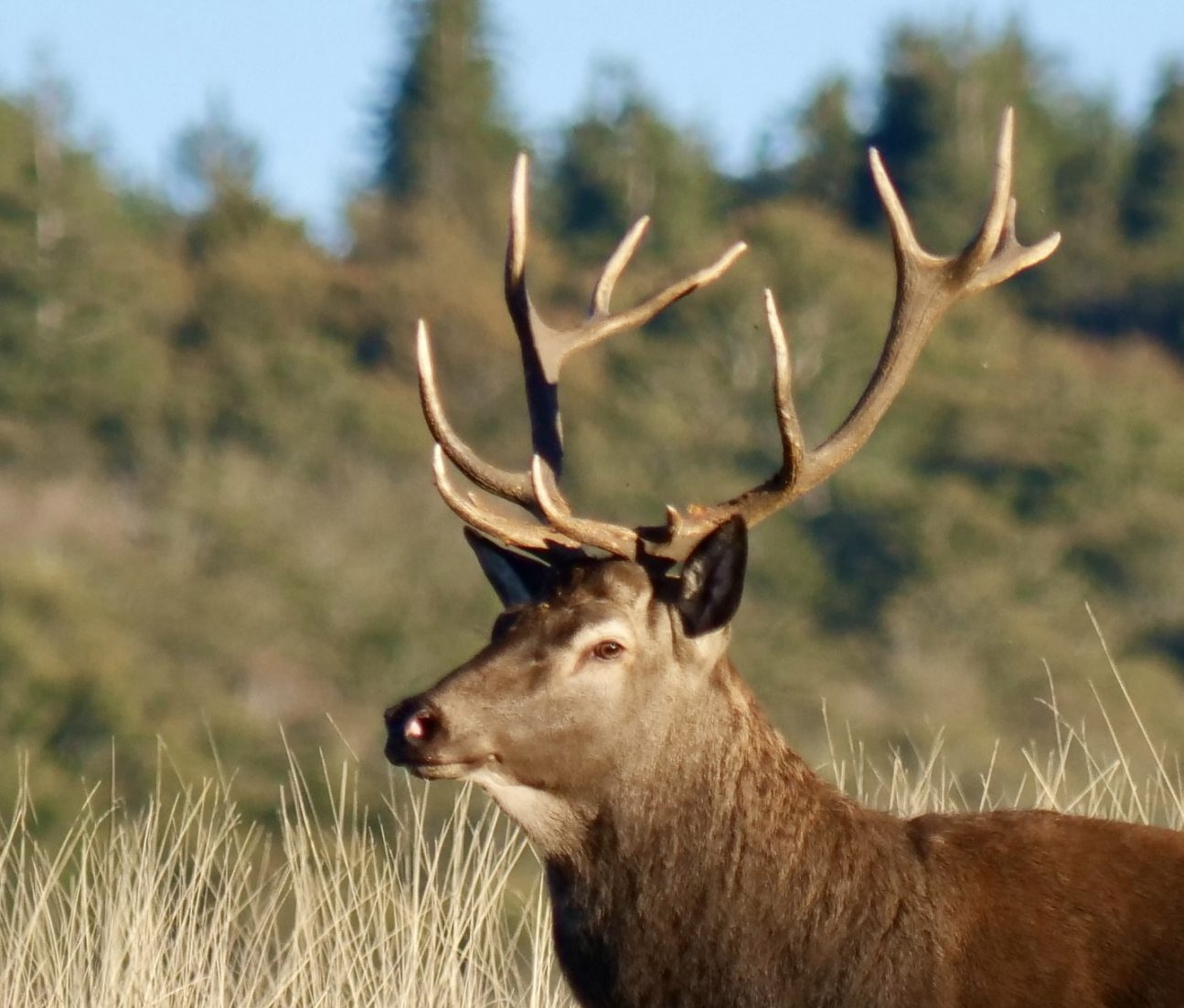 Cerf au Mont Aigoual